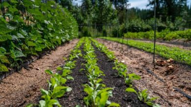 How to Make Rows in a Garden